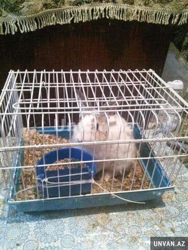 Qefes yaxsi veziyyetde qiymeti 30azn lalafo.az -da Qefes yaxsi veziyyetde qiymeti 30azn