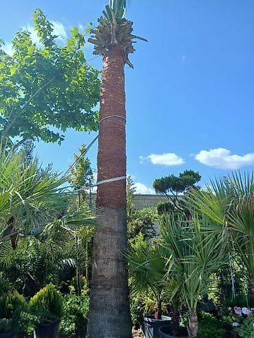 Yüksək ölçülü dekorativ palma ağacı – palmalar 3000 nen 8000 ne qeder lalafo.az -da Yüksək ölçülü dekorativ palma ağacı – palmalar 3000 nen 8000 ne qeder