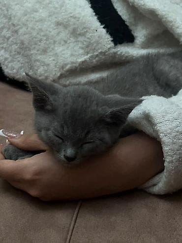 Şotland, Erkək, Yaxşı əllərə, Ünvandan götürmə, Ödənişli çatdırılma lalafo.az -da Şotland, Erkək, Yaxşı əllərə, Ünvandan götürmə, Ödənişli çatdırılma