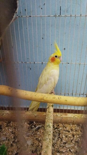 1 illik dişidi satilir tam saglam ev şeraitində lalafo.az -da 1 illik dişidi satilir tam saglam ev şeraitində