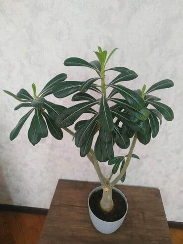 Ev üçün dekorativ ağac gülü. Hündürlüyü təxminən 90 sm lalafo.az -da Ev üçün dekorativ ağac gülü. Hündürlüyü təxminən 90 sm