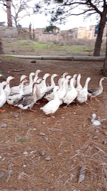 Erkək, | Linda, Damazlıq, Ünvandan götürmə lalafo.az -da Erkək, | Linda, Damazlıq, Ünvandan götürmə