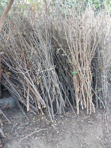 Təndirdə yandırmaq üçün ağac budaqları lalafo.az -da Təndirdə yandırmaq üçün ağac budaqları