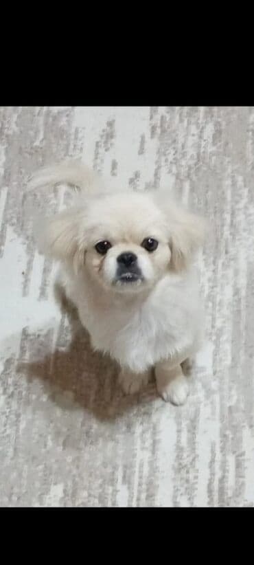 Pekines, 4 ay, Erkek, Peyvəndli lalafo.az -da Pekines, 4 ay, Erkek, Peyvəndli