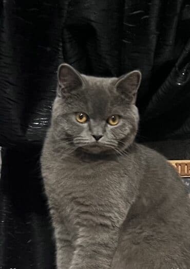 Britan, Erkək, Cütləşmə üçün lalafo.az -da Britan, Erkək, Cütləşmə üçün