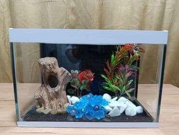 Dördbucaq akvarium, Boş, 10 l, Ünvandan götürmə, Pulsuz çatdırılma, Ödənişli çatdırılma lalafo.az -da Dördbucaq akvarium, Boş, 10 l, Ünvandan götürmə, Pulsuz çatdırılma, Ödənişli çatdırılma