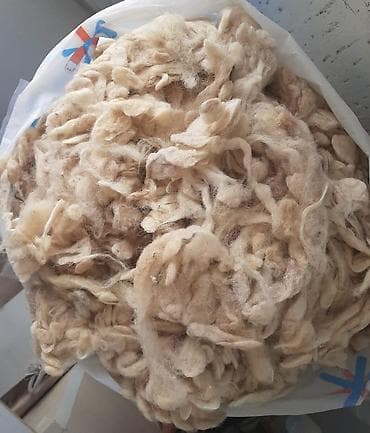 Təbii qoyun yunu – açıq krem rəngli, lifləri uzun və yumşaq quruluşlu lalafo.az -da Təbii qoyun yunu – açıq krem rəngli, lifləri uzun və yumşaq quruluşlu