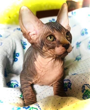 Sfinks, Erkək lalafo.az -da Sfinks, Erkək