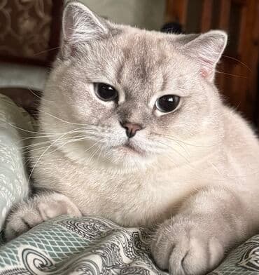 Britan lalafo.az -da Britan