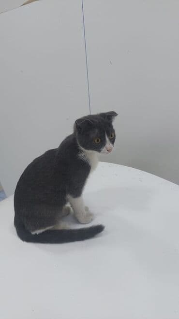 Erkək, Yaxşı əllərə lalafo.az -da Erkək, Yaxşı əllərə