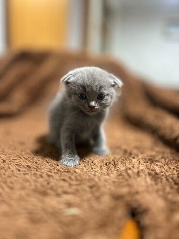 Erkək, Dişi, Yaxşı əllərə, Ünvandan götürmə, Pulsuz çatdırılma, Ödənişli çatdırılma lalafo.az -da Erkək, Dişi, Yaxşı əllərə, Ünvandan götürmə, Pulsuz çatdırılma, Ödənişli çatdırılma