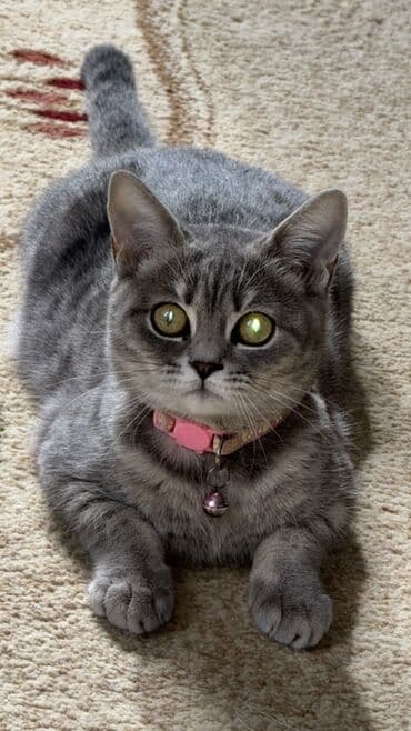 Tabbi, Dişi, Yaxşı əllərə lalafo.az -da Tabbi, Dişi, Yaxşı əllərə