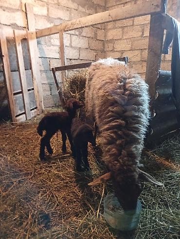 Salam əkiz balalar hər ikisi dişidir.tək bala olan erkəkdir.hər 3 lalafo.az -da Salam əkiz balalar hər ikisi dişidir.tək bala olan erkəkdir.hər 3