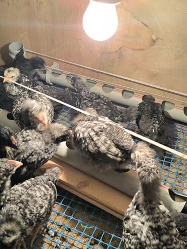 Toyuq cücələri, Damazlıq lalafo.az -da Toyuq cücələri, Damazlıq