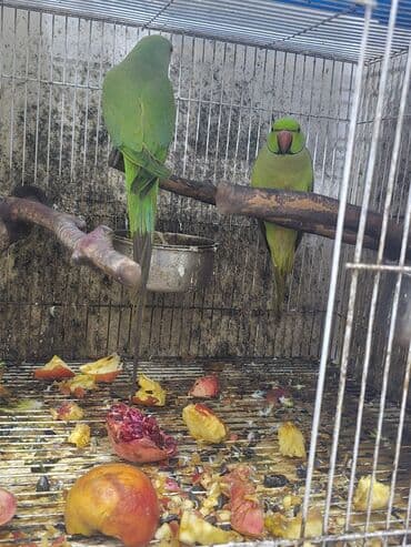 Salam tam saxlam 3 yas yarimlik cute hazir ojeleyka cutler reyal lalafo.az -da Salam tam saxlam 3 yas yarimlik cute hazir ojeleyka cutler reyal