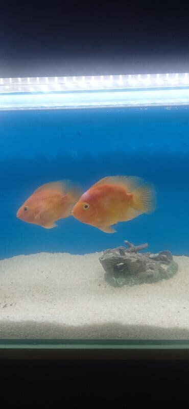 Popuqay balığı lalafo.az -da Popuqay balığı