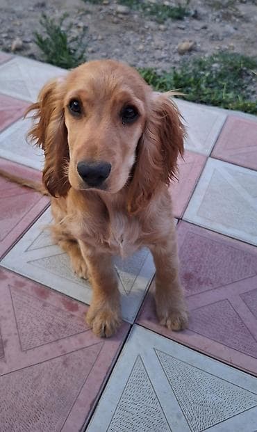 Koker spaniyel, 4 ay, Erkek, Peyvəndli, Ünvandan götürmə lalafo.az -da Koker spaniyel, 4 ay, Erkek, Peyvəndli, Ünvandan götürmə