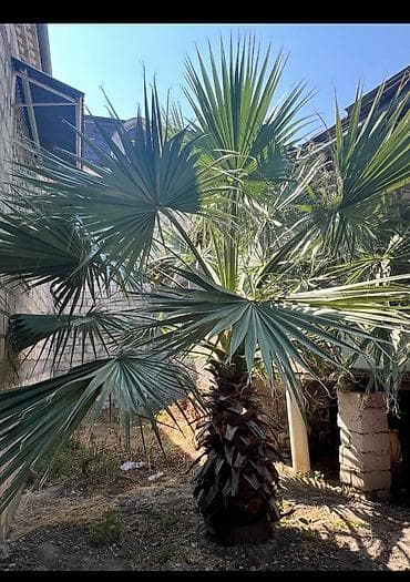 Dekorativ palma ağacı – fan formalı yarpaqlarla,Vaṣinqton tipli at lalafo.az Dekorativ palma ağacı – fan formalı yarpaqlarla,Vaṣinqton tipli