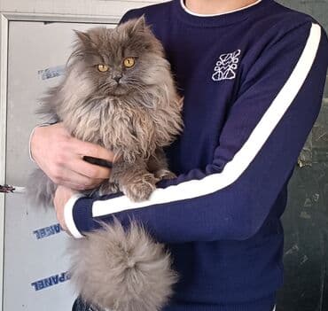 Şinşilla, Erkək, Cütləşmə üçün, Pulsuz çatdırılma lalafo.az -da Şinşilla, Erkək, Cütləşmə üçün, Pulsuz çatdırılma