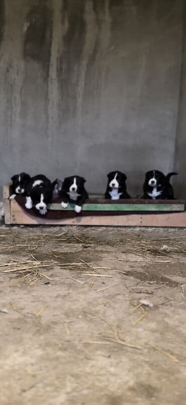 Alabay, 1 ay lalafo.az -da Alabay, 1 ay