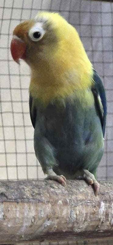 Fiser 6-7 ayliq olar aktiv saglam quwdi. mayaya oxwiyir lalafo.az -da Fiser 6-7 ayliq olar aktiv saglam quwdi. mayaya oxwiyir