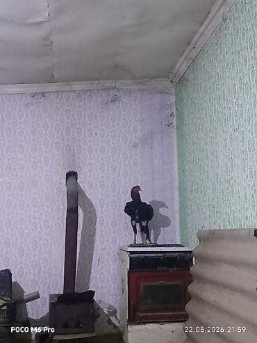 Aseel tipli döyüş xoruzu - Güclü bədən quruluşu, uzun ayaqlar və lalafo.az -da Aseel tipli döyüş xoruzu - Güclü bədən quruluşu, uzun ayaqlar və