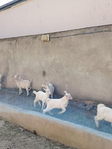 Ağ rəngli keçilər və bala keçilər (oğlaqlar) - Cins: yerli süd lalafo.az -da Ağ rəngli keçilər və bala keçilər (oğlaqlar) - Cins: yerli süd