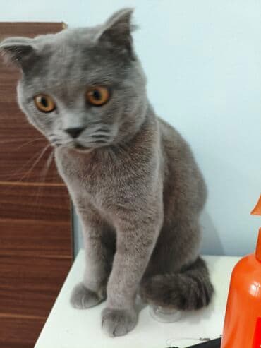 Şotland lalafo.az -da Şotland