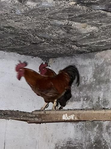 3 ədəd xoruz – qırmızı-qara rəngli, iri süsə və quyruq lələkləri ilə lalafo.az -da 3 ədəd xoruz – qırmızı-qara rəngli, iri süsə və quyruq lələkləri ilə