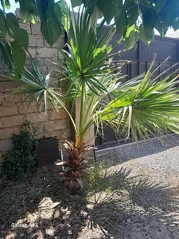 Məhsul: Dekorativ xurma ağacı (fan-palması, Washingtonia tipli) lalafo.az -da Məhsul: Dekorativ xurma ağacı (fan-palması, Washingtonia tipli)