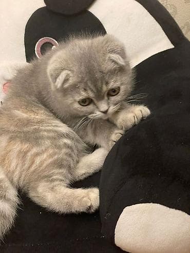 Şotland yastı qulaq, Dişi lalafo.az -da Şotland yastı qulaq, Dişi