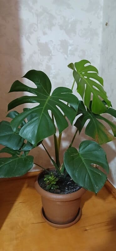 Monstera deliciosa (Şveytsariya pendiri bitkisi) – otaq bitkisi - lalafo.az -da Monstera deliciosa (Şveytsariya pendiri bitkisi) – otaq bitkisi -