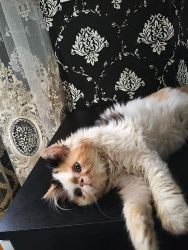 Fars lalafo.az -da Fars