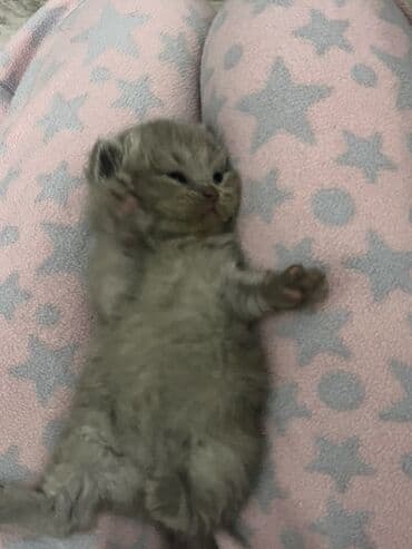 Britan, Erkək lalafo.az -da Britan, Erkək