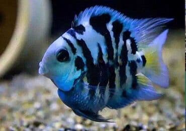 Sülhsevər, Ünvandan götürmə, Ödənişli çatdırılma lalafo.az -da Sülhsevər, Ünvandan götürmə, Ödənişli çatdırılma