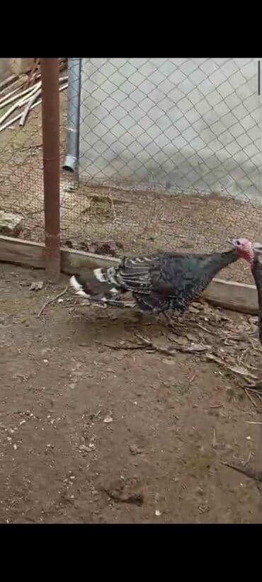 Sağlam həyat heyvanları 4 də dişidir sağlamdır lalafo.az -da Sağlam həyat heyvanları 4 də dişidir sağlamdır