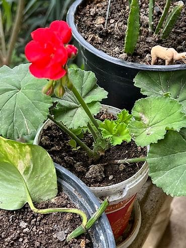 Her cure guler var veregliyin baxin ancag xanimlara satiş olur Gencedi lalafo.az -da Her cure guler var veregliyin baxin ancag xanimlara satiş olur Gencedi