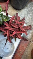 Vatsapp mövcuddur!. Çatdırılma metrolara, Şamaxinkaya mövcuddur və lalafo.az -da Vatsapp mövcuddur!. Çatdırılma metrolara, Şamaxinkaya mövcuddur və