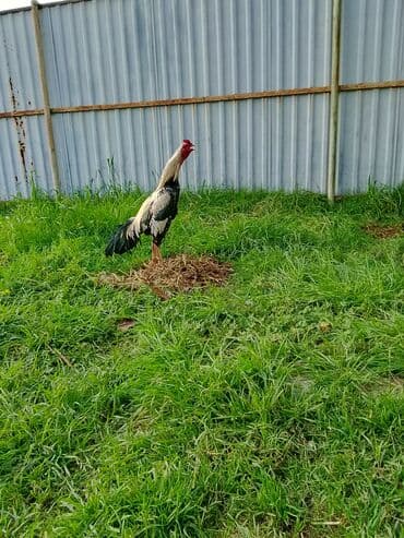 Məhsul: Xoruz Təsvir: - Uzunboyun, yığcam bədən quruluşlu xoruz - lalafo.az -da Məhsul: Xoruz Təsvir: - Uzunboyun, yığcam bədən quruluşlu xoruz -