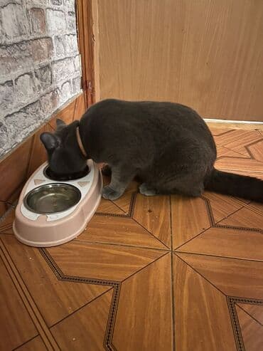 Миски для воды и еды: Şotlant sortudur erkek di 5 aylıq dı cidi fikri olan olsa elaqe at lalafo.az — 4 Миски для воды и еды: Şotlant sortudur erkek di 5 aylıq dı cidi fikri olan olsa elaqe — 4