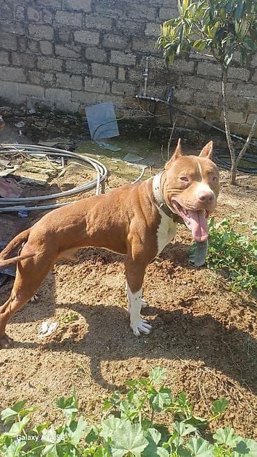 Pitbul, 1 il, Erkek, Peyvəndli, Ünvandan götürmə lalafo.az -da Pitbul, 1 il, Erkek, Peyvəndli, Ünvandan götürmə