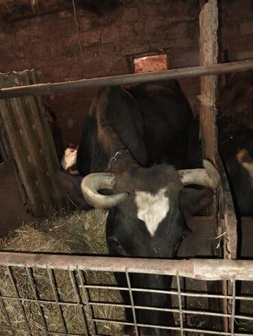 Dişi, Simental, il: 4, Ətlik, Damazlıq, Südlük, Ünvandan götürmə lalafo.az -da Dişi, Simental, il: 4, Ətlik, Damazlıq, Südlük, Ünvandan götürmə