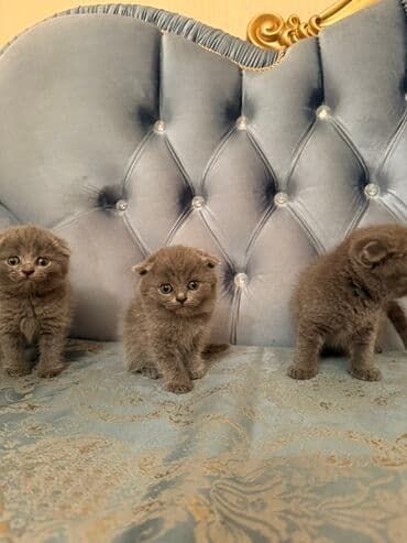 Şotland yastı qulaq, Yaxşı əllərə lalafo.az -da Şotland yastı qulaq, Yaxşı əllərə