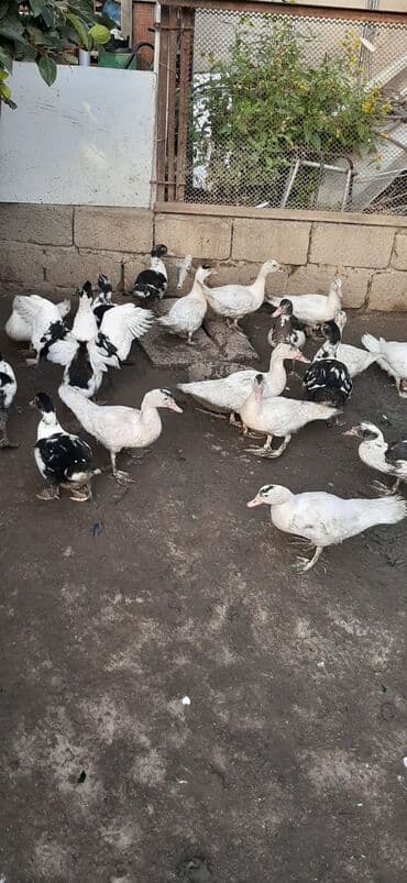 Məhsul: Muskoviy (hind) ördəklərý bu Təsvir: - Ağ, qara-ağ və lalafo.az -da Məhsul: Muskoviy (hind) ördəklərý bu Təsvir: - Ağ, qara-ağ və