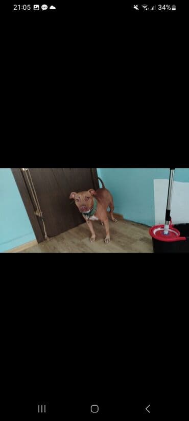 Pitbul rednaus dişi ehmedlide unvandan goturme
Tecili evden çixmalidi lalafo.az -da Pitbul rednaus dişi ehmedlide unvandan goturme
Tecili evden çixmalidi