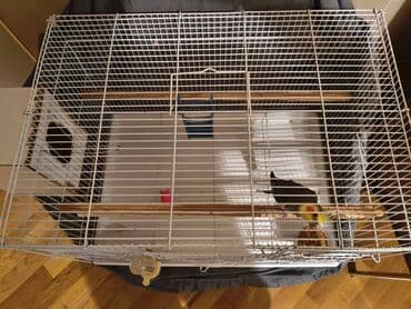 Salam, Korella popugay satilir,cavandir,saqlamdir. Ustunde yeke lalafo.az -da Salam, Korella popugay satilir,cavandir,saqlamdir. Ustunde yeke