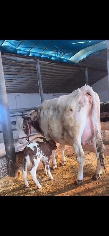 Südlük inək və buzov - Cins: alaca (şəkillərdə qırmızı-alaca rəngli) lalafo.az -da Südlük inək və buzov - Cins: alaca (şəkillərdə qırmızı-alaca rəngli)