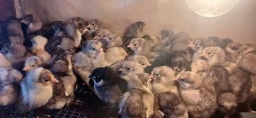 Damazlıq, Rayonlara çatdırılma, Ünvandan götürmə, Ödənişli çatdırılma lalafo.az -da Damazlıq, Rayonlara çatdırılma, Ünvandan götürmə, Ödənişli çatdırılma