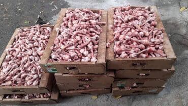 İt pişik yemi olur nece kilo istəyirsiz olur lalafo.az -da İt pişik yemi olur nece kilo istəyirsiz olur