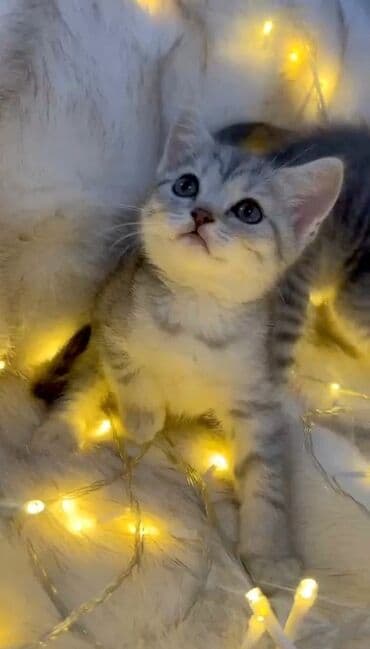 Şinşilla, Dişi, Ünvandan götürmə, Ödənişli çatdırılma lalafo.az -da Şinşilla, Dişi, Ünvandan götürmə, Ödənişli çatdırılma